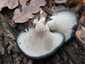 Kései laskagomba (Pleurotus ostreatus), Budai-hegység
